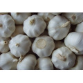 Cheap Chinese Garlic Pure White